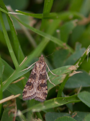 Lucerne Moth / Nomophila nearctica