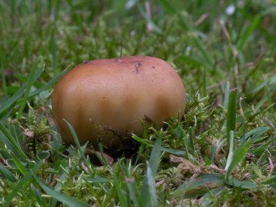 Russula illota / Spikkelsneerussula / Freckled Brittlegill