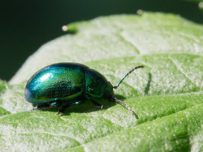 Groene muntgoudhaant / Mint Leaf Beetle / Chrysolina herbacea