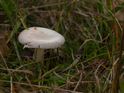Russula betularum / Roze berkenrussula / Birch Brittlegill