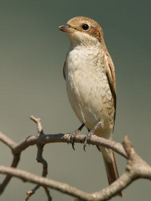 Grauwe klauwier / Red-backed Shrike / Lanius collurio 