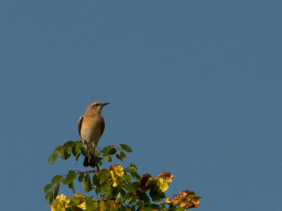 Oostelijke blonde tapuit / Eastern Black-eared Wheatear / Oenanthe melanoleuca