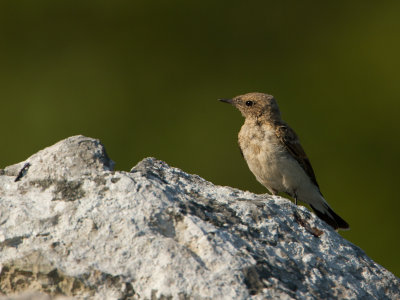 Oostelijke blonde tapuit / Eastern Black-eared Wheatear / Oenanthe melanoleuca