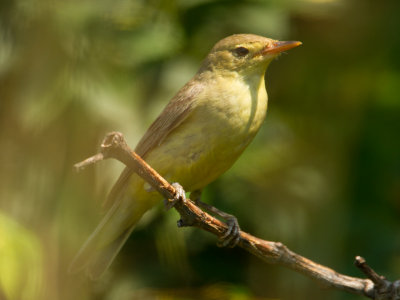 Spotvogel / Icterine Warbler / Hippolais icterina