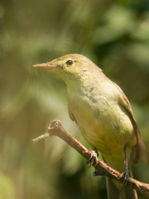 Spotvogel / Icterine Warbler / Hippolais icterina