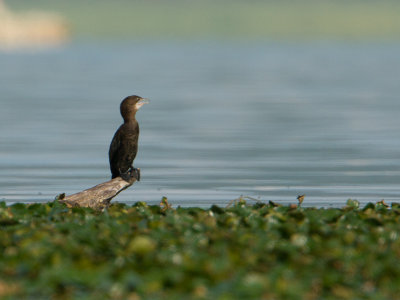 Dwergaalscholver / Pygmy cormorant / Microcarbo pygmeus