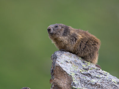 Alpenmarmot / Alpine marmot / Marmota marmota 