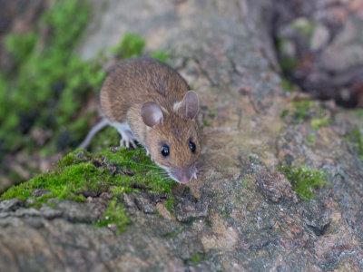Bosmuis / Wood mouse / Apodemus sylvaticus