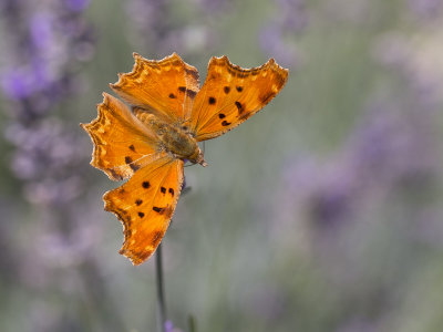 Zuidelijke aurelia / Southern Comma / Polygonia egea