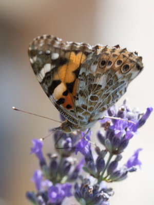 Distelvlinder / Painted Lady / Vanessa cardui 