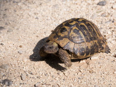 Griekse landschildpad / Hermann's tortoise / Testudo hermanni