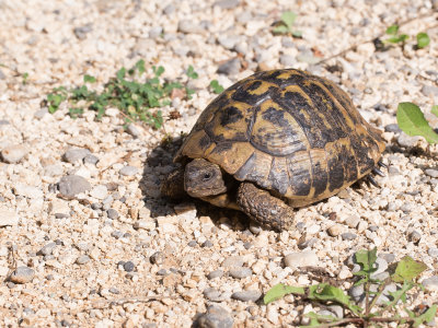 Griekse landschildpad / Hermann's tortoise / Testudo hermanni