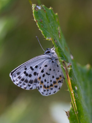 Vetkruidblauwtje / Chequered Blue Butterfly / Scolitantides orion