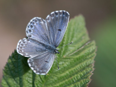 Vetkruidblauwtje / Chequered Blue Butterfly / Scolitantides orion
