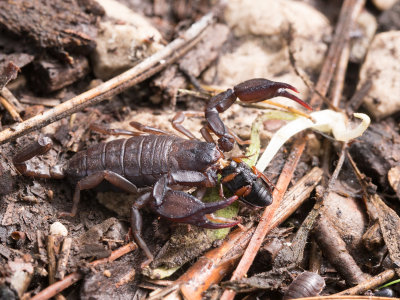 Scorpions Montenegro