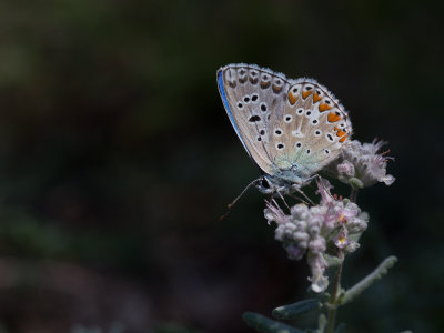 Adonisblauwtje / Adonis Blue / Polyommatus bellargus