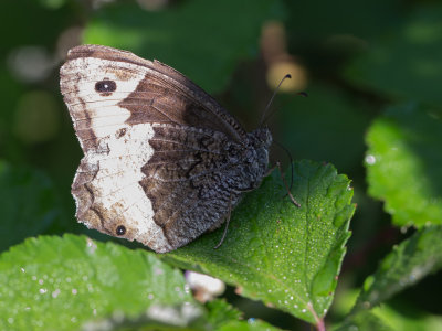 Grote boswachter / Woodland Grayling / Hipparchia fagi