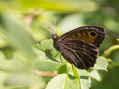 Oranje steppevlinder / False Grayling / Arethusana arethusa