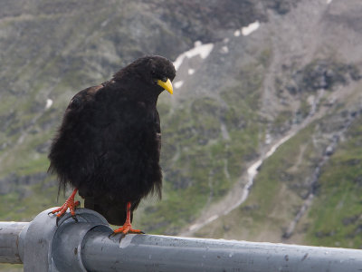 Alpenkauw / Alpine chough / Pyrrhocorax graculus