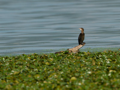 Dwergaalscholver / Pygmy cormorant / Microcarbo pygmeus