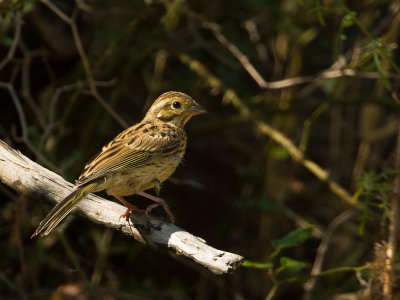 Cirlgors / Cirl Bunting / Emberiza cirlus 