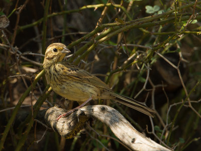 Cirlgors / Cirl Bunting / Emberiza cirlus 