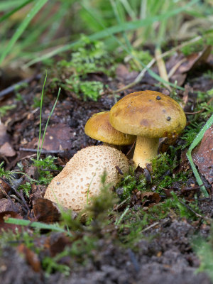 Pseudoboletus parasiticus / Kostgangerboleet / Parasitic Bolete