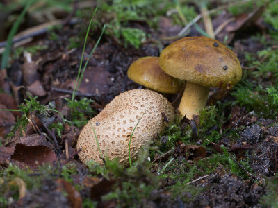 Pseudoboletus parasiticus / Kostgangerboleet / Parasitic Bolete