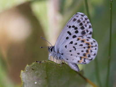Vetkruidblauwtje / Chequered Blue Butterfly / Scolitantides orion