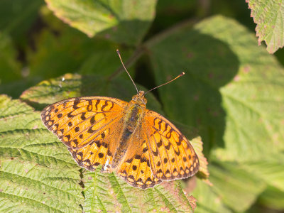 Bosrandparelmoervlinder /  High Brown Fritillary / Fabriciana adippe