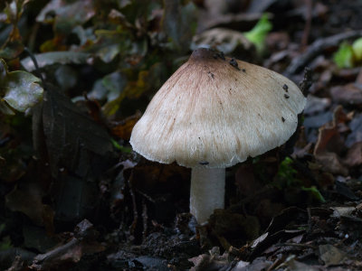 Inocybe perlata / Grijsbruine spleetvezelkop