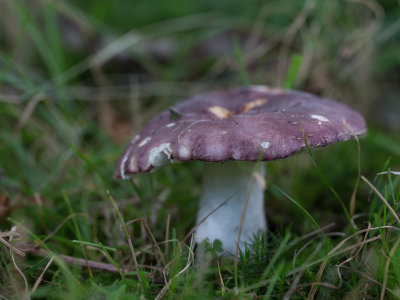 Russula undulata / Zwartpurperen russula / Purple Brittlegill