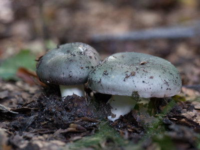 Russula cyanoxantha / Regenboogrussula / Charcoal Burner