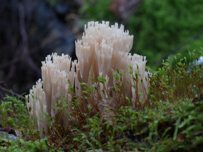 Artomyces pyxidatus / Kroontjesknotszwam / Coral Crown