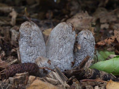 Coprinopsis lagopus / Hazenpootje / Hare'sfoot Inkcap