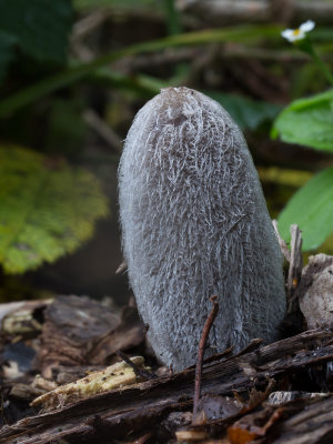 Coprinopsis lagopus / Hazenpootje / Hare'sfoot Inkcap