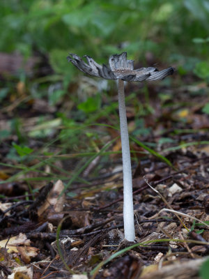 Coprinopsis lagopus / Hazenpootje / Hare'sfoot Inkcap