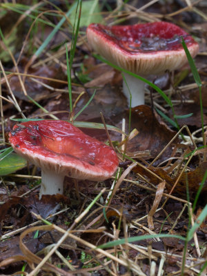 Russula velenovskyi / Schotel russula / Coral Brittlegill