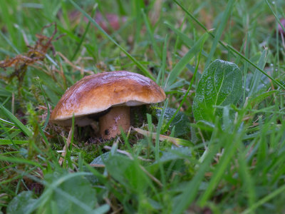 Gyroporus castaneus / Kaneelboleet / Chestnut Bolete
