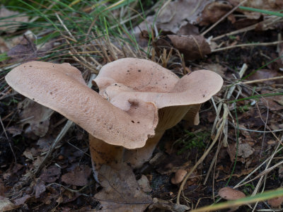 Lactarius helvus / Viltige maggizwam / Fenufreek Milkcap