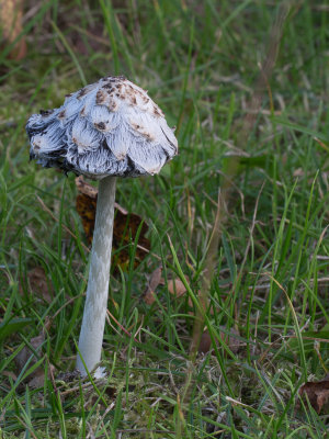 Coprinus comatus / Geschubde inktzwam / Shaggy Ink Cap