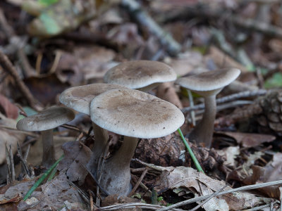 Clitocybe clavipes / Knotsvoettrechterzwam / Club Foot