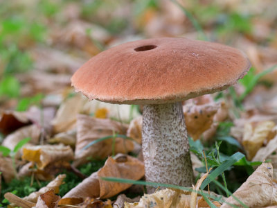  Leccinum quercinum / Eikenboleet / Oak Bolete