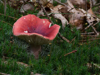 Russula sanguinea / Bloedrode russula / Bloody Brittlegill