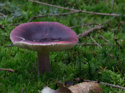 Russula sardonia / Duivelsbroodrussula / Primrose Brittlegill