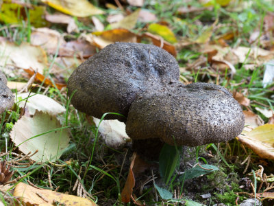Lactarius necator / Zwartgroene melkzwam / Ugly Milkcap
