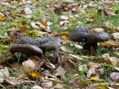 Lactarius necator / Zwartgroene melkzwam / Ugly Milkcap