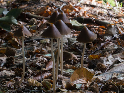 Psathyrella conopilus / Langsteelfranjehoed / Conical Brittlestam