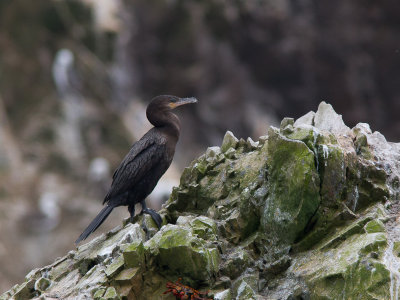 Neotropical Cormorant / Bigua Aalscholver / Phalacrocorax brasilianus 