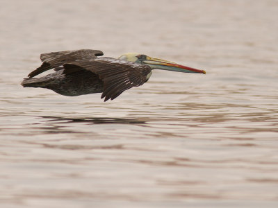 Peruvian Pelican / Peruaanse pelikaan / Pelecanus thagus